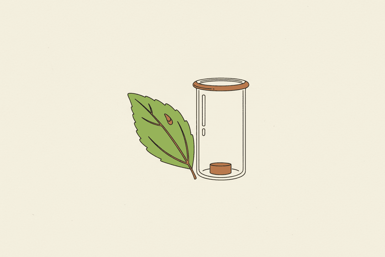 Illustration of a green stevia leaf and a clear glass beaker